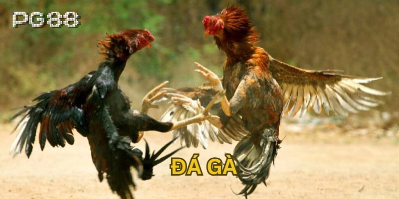 Bí kíp chiến thắng trên các đấu trường chiến kê